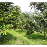 Adakah Najis Ayam (Termasuk Najis Ayam yang Telah Diperam) Meningkatkan Risiko Penyakit Pokok Durian, Terutamanya Penyakit Kanker Batang? Adakah Ia Berdasarkan Sains?