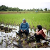 Sarawak Dah Bertindak Kawal Baja, Kenapa Semenanjung Masih Senyap?