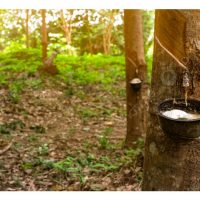 Di Bawah Bayang Pokok Getah: Bila Kerajaan Masih Cuba Selamatkan Satu Industri yang Kian Usang