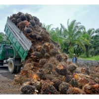 Di Sebalik Kelapa Sawit, Ada Harapan Baharu” — Sepucuk Surat Buat Ladang-Ladang Besar Malaysia