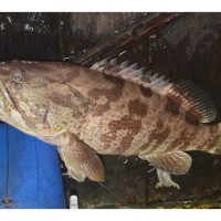 Perbandingan Potensi Ternakan Ikan: Ikan Kerapu vs Ikan Tilapia – Mana Lebih Menguntungkan?