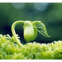 Keseluruhannya berapa jenis bahan penyelaras pertumbuhan tanaman (Plant Growth Regulators, PGRs) semula jadi dan sintetik yang ada di Malaysia?