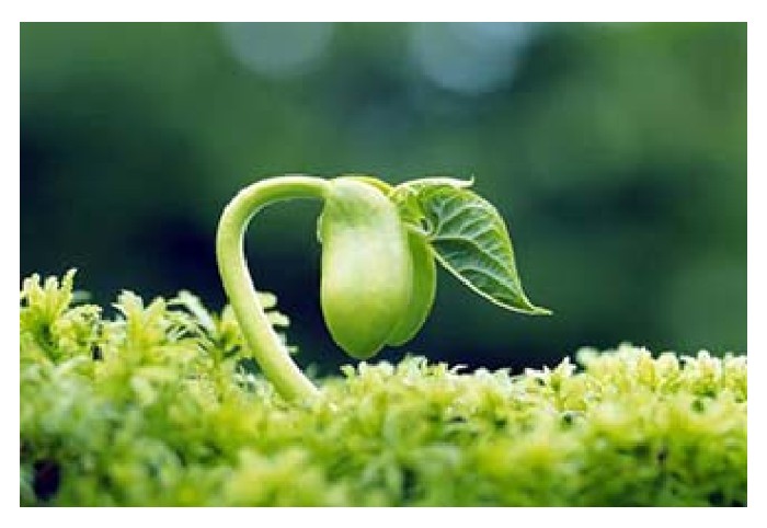 Read more about the article Keseluruhannya berapa jenis bahan penyelaras pertumbuhan tanaman (Plant Growth Regulators, PGRs) semula jadi dan sintetik yang ada di Malaysia?