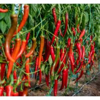 Apakah Kelebihan Aplikasi Penyelaras Pertumbuhan Tanaman (Plant Growth Regulators, PGR) dalam Penanaman Cili ?