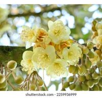 Keseragaman Tempoh Berbunga dan Berbuah Bagi Pokok Durian Boleh Dirangsang Melalui Aplikasi Bahan Penyelaras Pertumbuhan Tanaman (PGR) ?