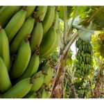 Aplikasi Hormon Tumbuhan Berdaya Menyeragamkan Tempoh Penuaian dan Meningkatkan Hasil Buah Pisang?