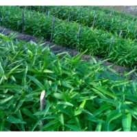 Adakah aplikasi hormon tanaman berdaya meningkatkan kualiti dan hasil sayuran (seperti kangkung, sawi dsbnya) ?
