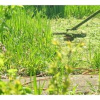 Memotong rumput kemudian menyembur larutan mikrob merupakan kaedah yang sangat memanfaatkan tanaman di kebun. Beri contoh seorang pekebun yang berjaya menerap cara ini di kebun pisangnya di Malaysia