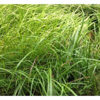 Racun rumpai yang berkesan untuk menghapuskan rumput lalang (Imperata cylindrica) di kebun?
