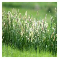 Racun rumpai yang berkesan untuk menghapuskan rumput ekor kucing (Pennisetum polystachyon) di ladang Malaysia?