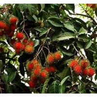 Racun kimia kulat sering digunakan ke atas tanaman mangga, jambu air, nangka dan sebagainya.Tidakkah ini memberi kesan negatif terhadap cita rasa buah?