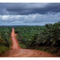 Perbandingan Kos dan Pulangan Pertanian Konvensional VS Regeneratif (Janaan Semula) di Ladang Sawit 10 Hektar (Umur Pokok 7 Tahun) di Malaysia