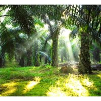 Mengapa Ramai Pemilik Ladang Sawit Besar Tidak Menukar kepada Penanaman Durian? Adakah Terdapat Halangan?
