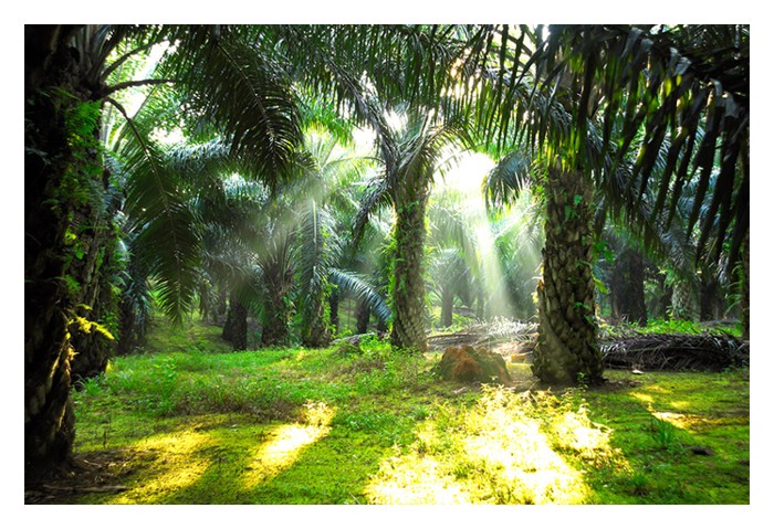 You are currently viewing Mengapa Ramai Pemilik Ladang Sawit Besar Tidak Menukar kepada Penanaman Durian? Adakah Terdapat Halangan?