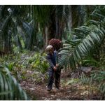 Adakah Isu Buruh Kanak-Kanak dan Buruh Paksa Hanya Berlaku di Negara Mundur dan Tidak Wujud di Malaysia Seperti Di Ladang Sawit ?