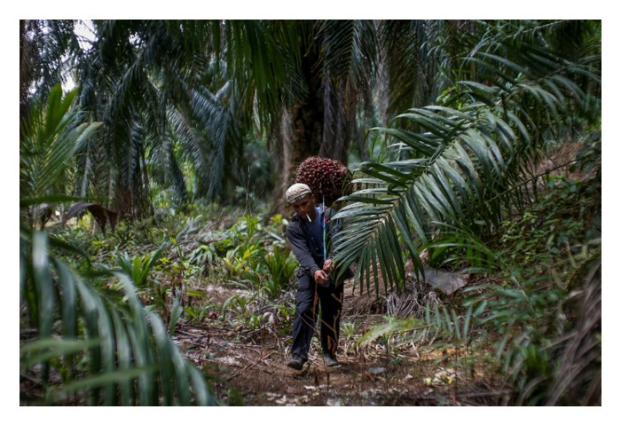 Read more about the article Adakah Isu Buruh Kanak-Kanak dan Buruh Paksa Hanya Berlaku di Negara Mundur dan Tidak Wujud di Malaysia Seperti Di Ladang Sawit ?
