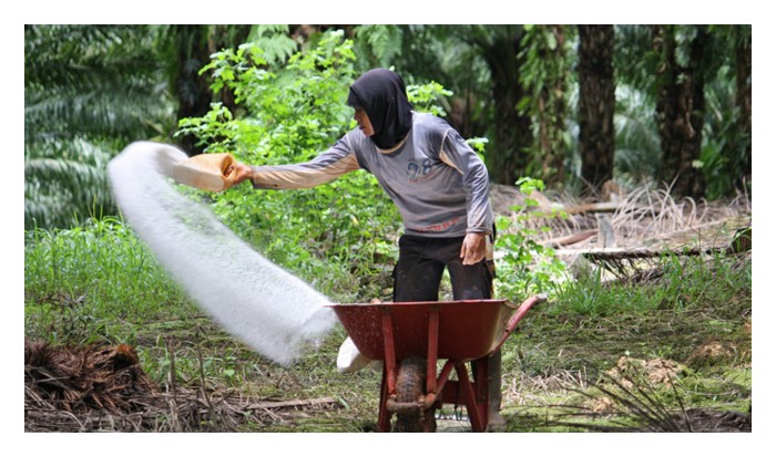Read more about the article Pokok sawit mengeluarkan hasil sepanjang tahun. Demi kelancaran proses ini, semua unsur utama seperti cahaya matahari, air dan khasnya nutrien,  dikehandaki seimbang baru boleh menyempurnakan proses tersebut?