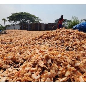 Potensi Ekonomi Baja Kalsium Berasaskan Kulit Udang Kara 