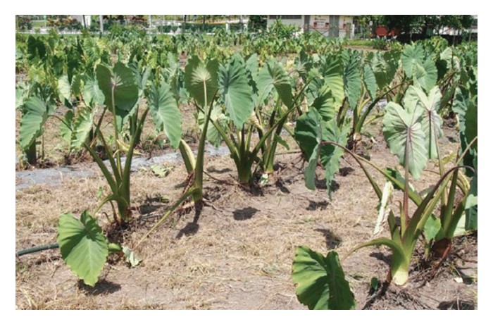 Read more about the article Menemui Emas di Tanah Berlumpur – Kelebihan, Teknik Penanaman dan Pulangan Menanam Keladi