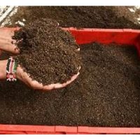 Ladang Australia Menggunakan Najis Serangga Sebagai Baja Super