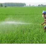 Bagaimana India Menggunakan Teknologi Nano Urea untuk Membantu Petani Kecil Kurangkan Kos dan Tingkatkan Hasil?