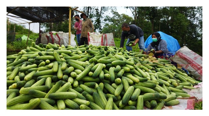 Read more about the article Perbandingan Tanaman Timun, Petola, Peria dan Timun Tua: Penyakit, Teknik Penanaman dan Pulangan Ekonomi di Malaysia