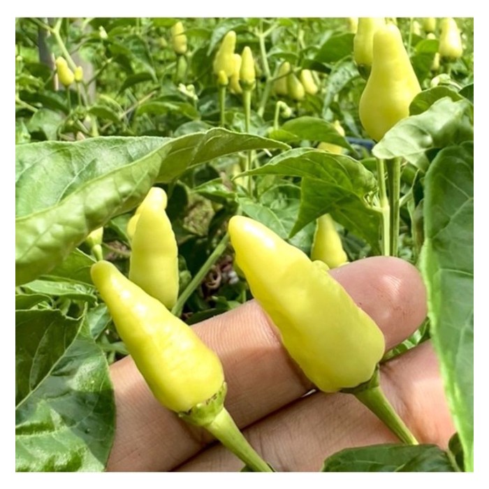 You are currently viewing Tanaman Cili: Sesuai di Tanah Tinggi atau di Tanah Rendah? Meneliti Keadaan, Potensi dan Hasil