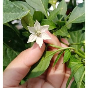 Bagaimana Iklim Menentukan Kejayaan Pendebungaan Cili ?