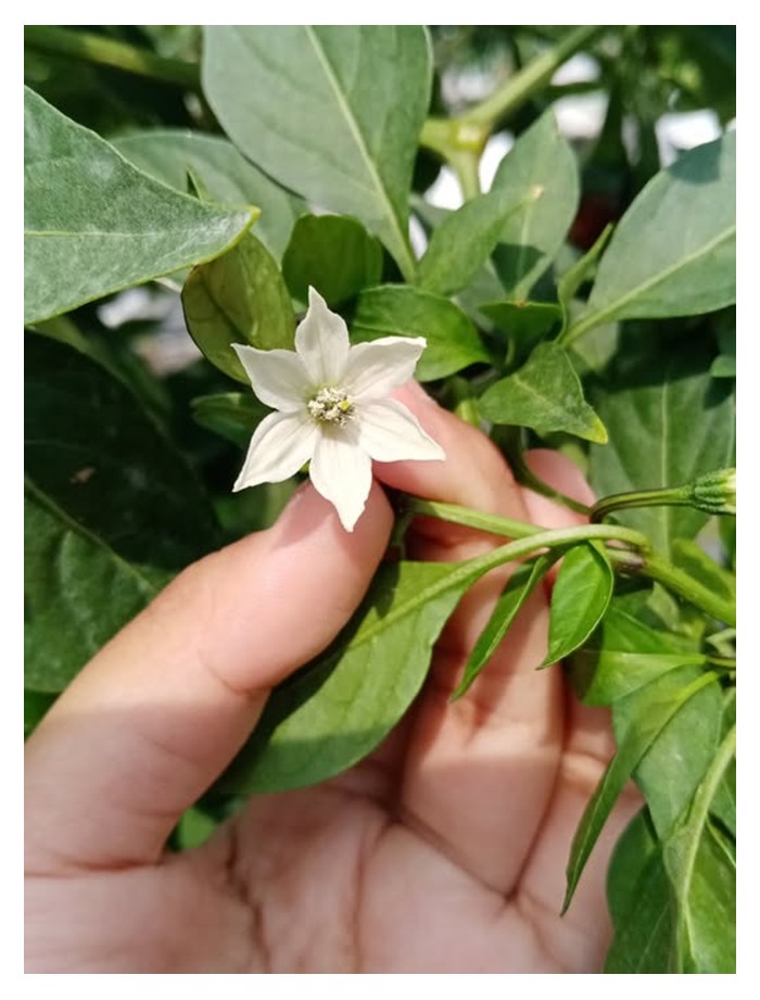 Read more about the article Bagaimana Iklim Menentukan Kejayaan Pendebungaan Cili ?