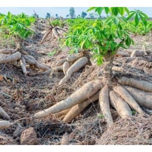 Ubi Kayu, Aset Tersembunyi di Ladang Petani