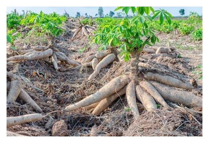 You are currently viewing Ubi Kayu, Aset Tersembunyi di Ladang Petani