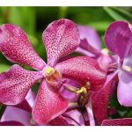 Orkid: Permata Tropika yang Mengharumkan Nama Malaysia di Persada Dunia