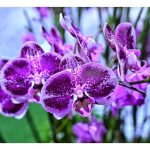 Panduan Lengkap Penanaman dan Prosedur Persediaan Eksport Orkid di Cameron Highlands – Berdasarkan Pengalaman Sebenar Para Petani Tempatan