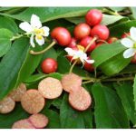 Buah Ceri Kampung: Emas Merah yang Terlupa