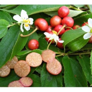 Buah Ceri Kampung: Emas Merah yang Terlupa