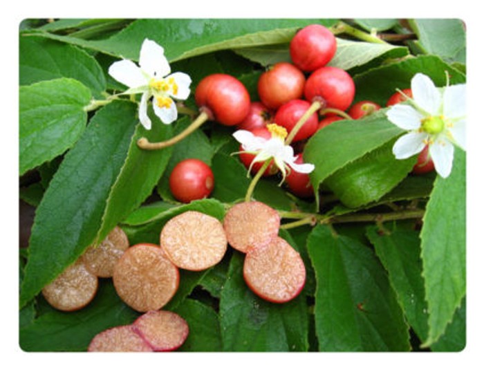 You are currently viewing Buah Ceri Kampung: Emas Merah yang Terlupa
