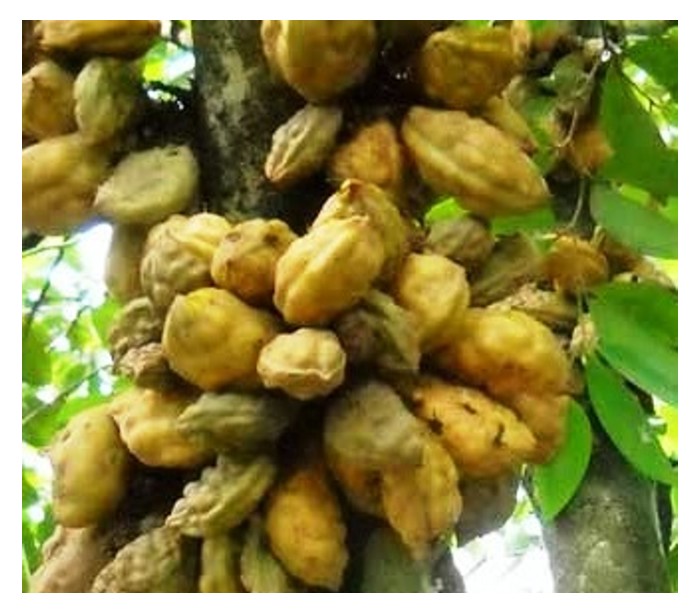 You are currently viewing Nam-Nam (Dialium indum): Buah Warisan yang Wajar Diterokai Semula