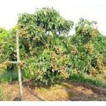 Menawan Rasa Global: Bolehkah Buah Mata Kucing Menyaingi Longan di Pasaran Eksport?