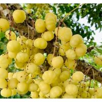 Buah Cermai Manis: Varieti Baru yang Bakal Gegar Pasaran Agro