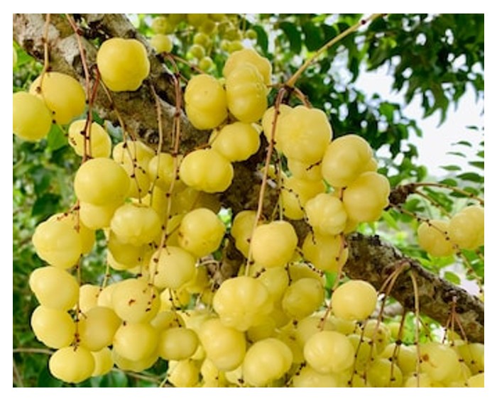 You are currently viewing Buah Cermai Manis: Varieti Baru yang Bakal Gegar Pasaran Agro