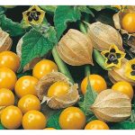 Ciplukan (Physalis): Buah Mini Emas yang Diminati Pasaran Premium