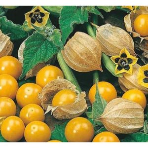 Ciplukan (Physalis): Buah Mini Emas yang Diminati Pasaran Premium