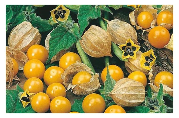 You are currently viewing Ciplukan (Physalis): Buah Mini Emas yang Diminati Pasaran Premium