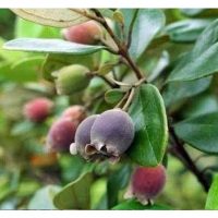 Buah Kemunting: Dari Semak ke Superfood