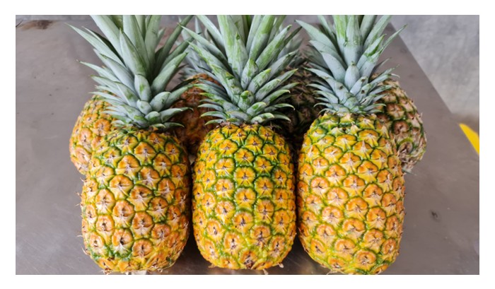You are currently viewing Nanas MD2: Buah Emas Baharu Malaysia, Menjana RM1.3 Bilion dan Pendapatan Pekebun RM5,000 Sebulan
