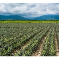 Kelebihan memilih nanas MD2 sebagai tanaman berpotensi cerah untuk menjana keuntunga lumayan di Malaysia tanpa melibatkan kos setinggi penanaman durian