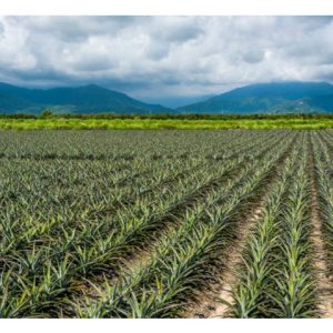 Kelebihan memilih nanas MD2 sebagai tanaman berpotensi cerah untuk menjana keuntunga lumayan di Malaysia tanpa melibatkan kos setinggi penanaman durian