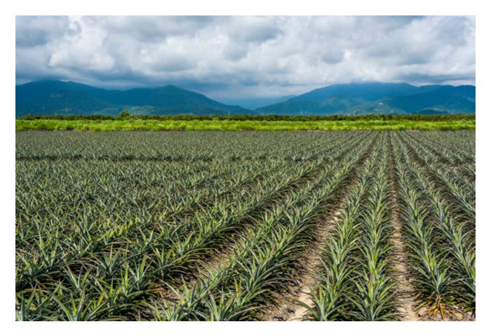 Read more about the article Kelebihan memilih nanas MD2 sebagai tanaman berpotensi cerah untuk menjana keuntunga lumayan di Malaysia tanpa melibatkan kos setinggi penanaman durian