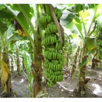 Adakah Tiga Ekar Kebun Sawit yang Ditanam Semula dengan Durian Serta diintegrasikan dengan Pisang Berangan dalam Tiga Tahun Pertama Mampu Menampung Kos?