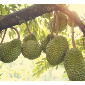 Perbandingan Pulangan Tahunan Kelapa Sawit Berumur 7 Tahun (3 Ekar) dengan Durian Musang King yang Sama Umur dan Keluasan